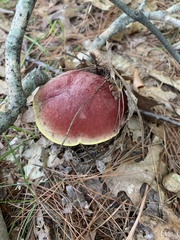 Baorangia