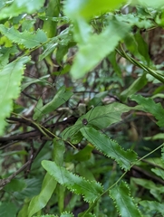 Sclerosomatidae