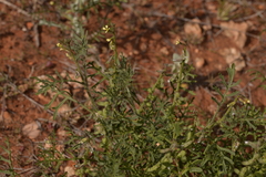 Carrichtera annua