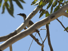 Philemon argenticeps