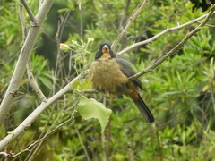 Saltator aurantiirostris