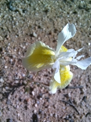 Iridaceae