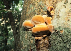 Fungi
