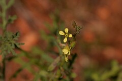 Carrichtera annua