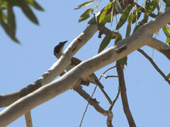 Philemon argenticeps