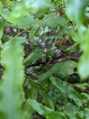 Sclerosomatidae