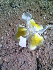 Iridaceae