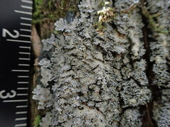 Pannaria conoplea image
