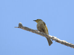 Ptilotula flavescens