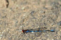 Argia oenea