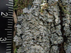 Pannaria conoplea image