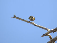 Ptilotula flavescens