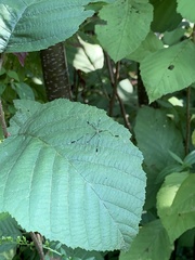 Bittacomorpha clavipes