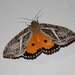 Dot-underwing Moth - Photo (c) Alex Dreyer, some rights reserved (CC BY-NC), uploaded by Alex Dreyer