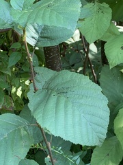 Bittacomorpha clavipes