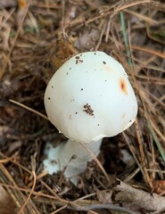 Amanita russuloides