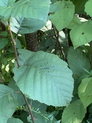 Bittacomorpha clavipes