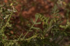 Carrichtera annua
