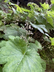 Heuchera missouriensis