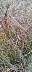 Carex acuta