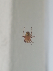 Araneus diadematus