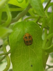 Harmonia axyridis
