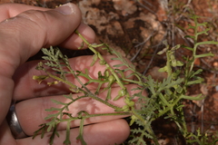 Carrichtera annua