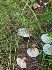 Clitocybe phyllophila