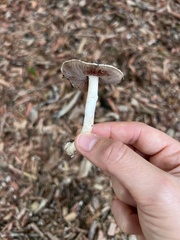 Agaricaceae