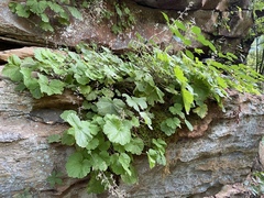 Heuchera missouriensis