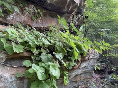 Heuchera missouriensis