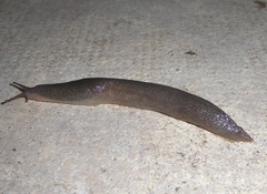 Limax maximus