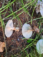 Clitocybe phyllophila