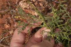 Carrichtera annua