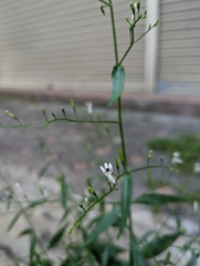 Andrographis paniculata