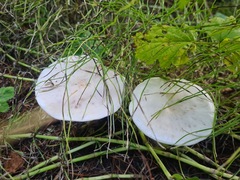 Clitocybe phyllophila