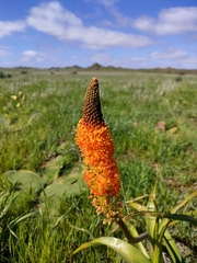 Bulbinella latifolia