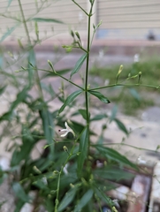 Andrographis paniculata