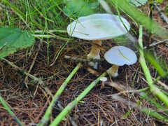 Clitocybe phyllophila