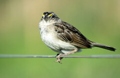 Ammodramus humeralis