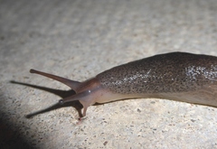 Limax maximus