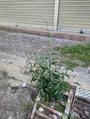 Andrographis paniculata