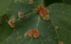 Eriophyes exilis