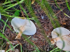 Clitocybe phyllophila
