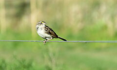 Ammodramus humeralis