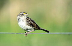 Ammodramus humeralis