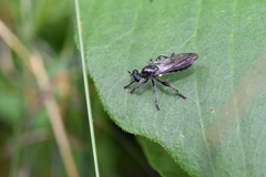 Laphria canis