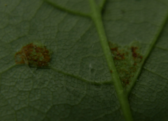 Aceria pseudoplatani
