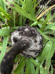 Strobilomyces strobilaceus image