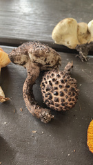 Strobilomyces strobilaceus image